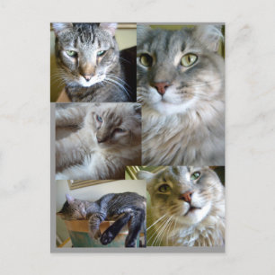 collage chats Carte postale ...