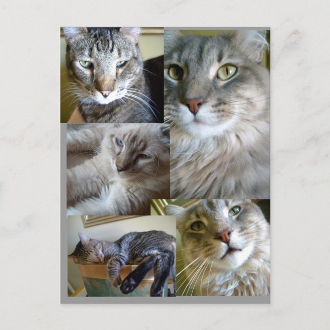 collage chats Carte postale ... (Devant)