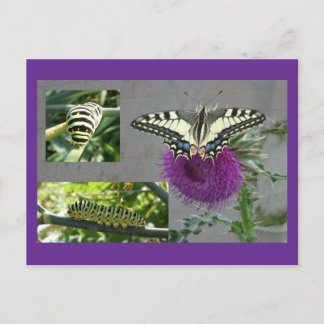 Collage de carte postale DIY Papillon jaune