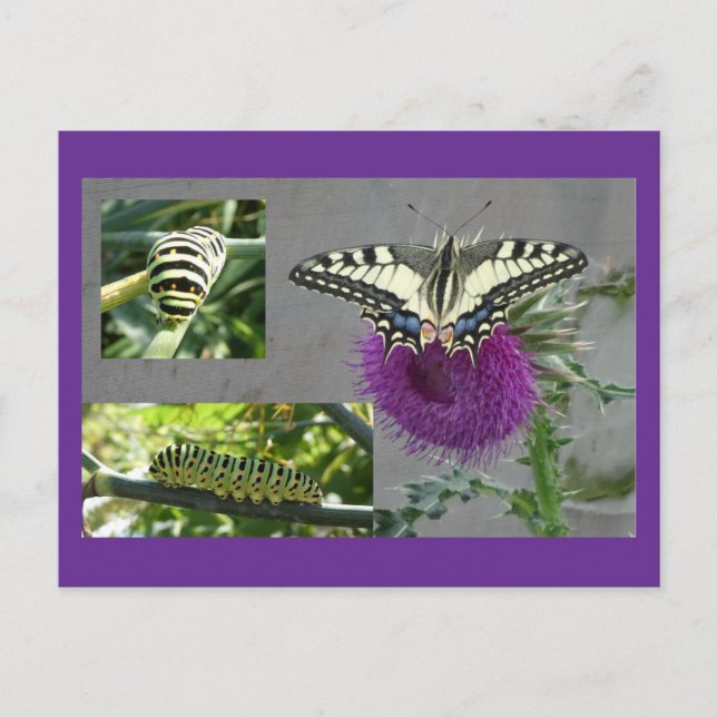 Collage de carte postale DIY Papillon jaune (Devant)