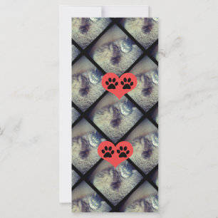 Collage de chats avec PawPrints par Shirley Taylor