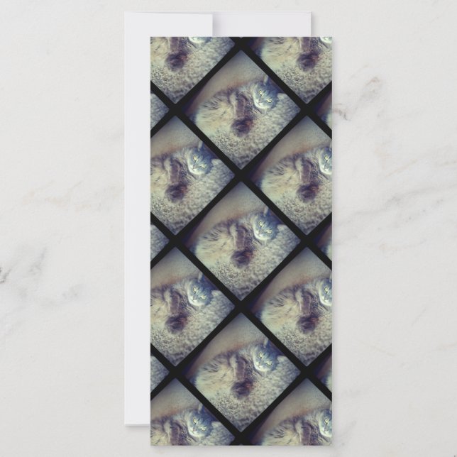 Collage de chats par Shirley Taylor (Devant)