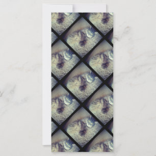 Collage de chats par Shirley Taylor