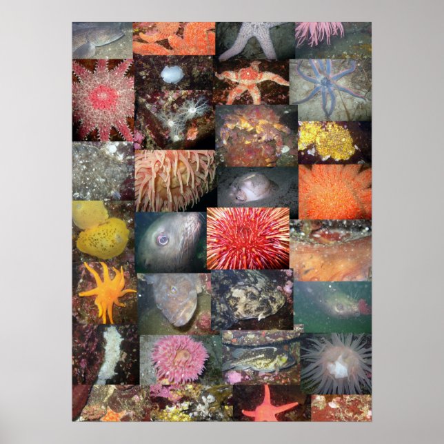 Collage de créatures sous-marines - Impression d'a (Devant)