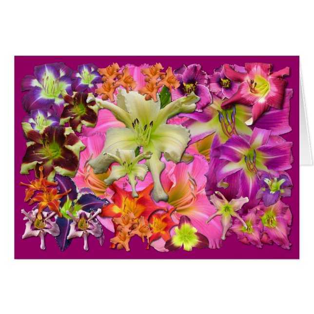 Collage de Daylily (Devant horizontal)