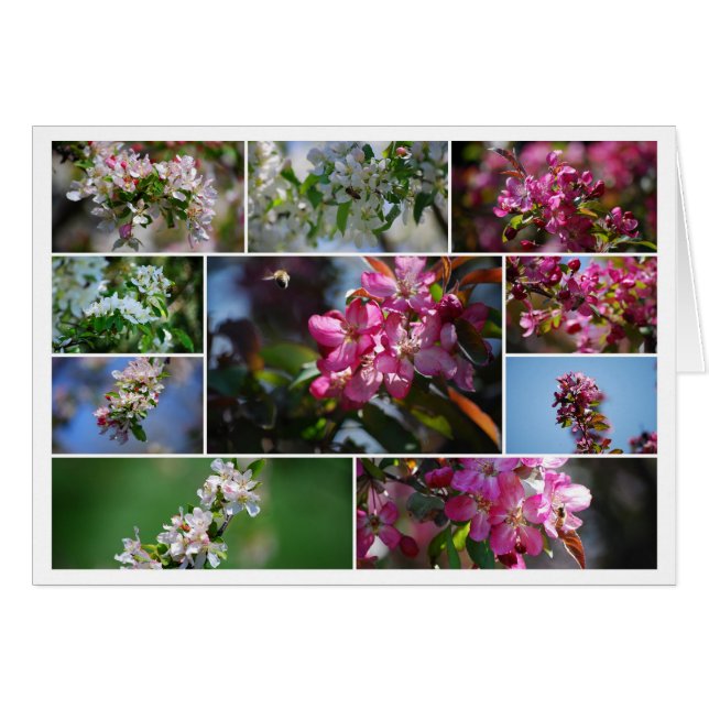 Collage de fleurs d'Apple et d'abeilles de miel (Devant horizontal)