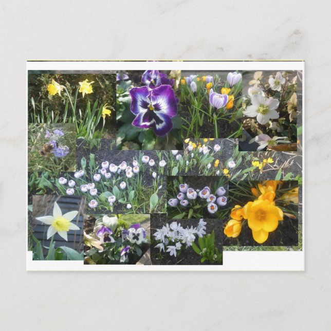 Collage de fleurs printanières colorées carte post (Devant)