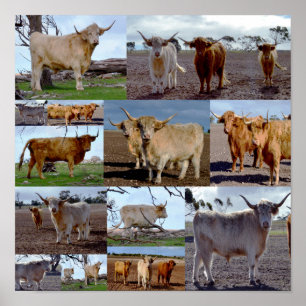 Collage de photos de vaches des Highlands, Affiche