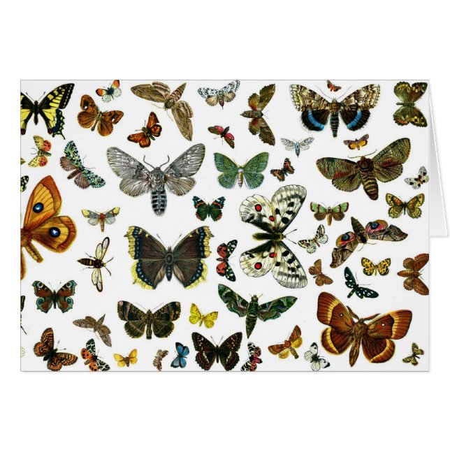 Collage des papillons de nuit et des papillons de  (Devant horizontal)
