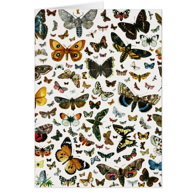 Collage des papillons de nuit et des papillons de  (Devant)