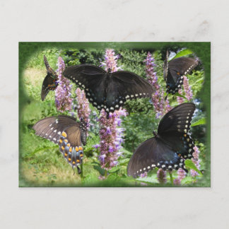 Collage en noir 2 ~ carte postale