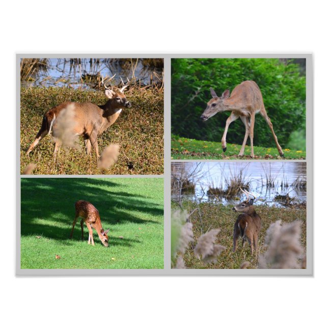 Collage photo de cerfs blancs (Devant)