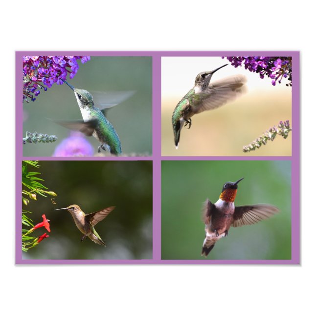 Collage photo de colibri (Devant)