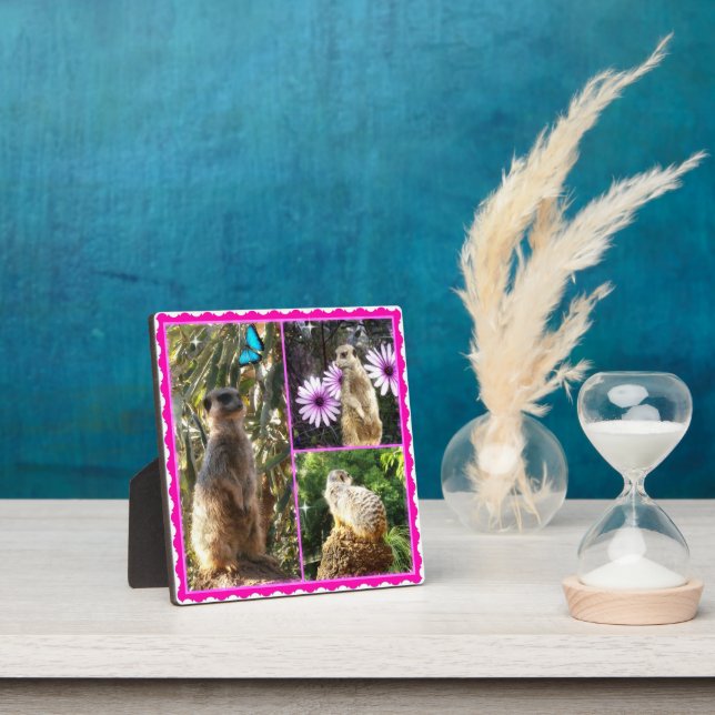Collage photo de trois Meerkat, Plaque photo (Insitu)