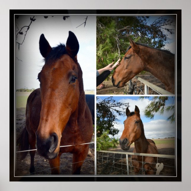 Collage photo du cheval Brown, affiche (Devant)