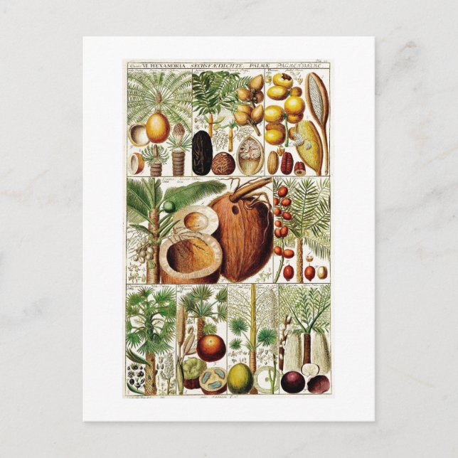 COLLECTION BOTANIQUE vintage CARTE POSTALE COCONUT (Devant)