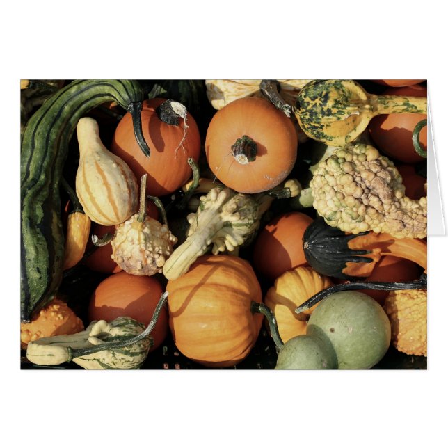 Collection colorée de gourdes d'automne (Devant horizontal)
