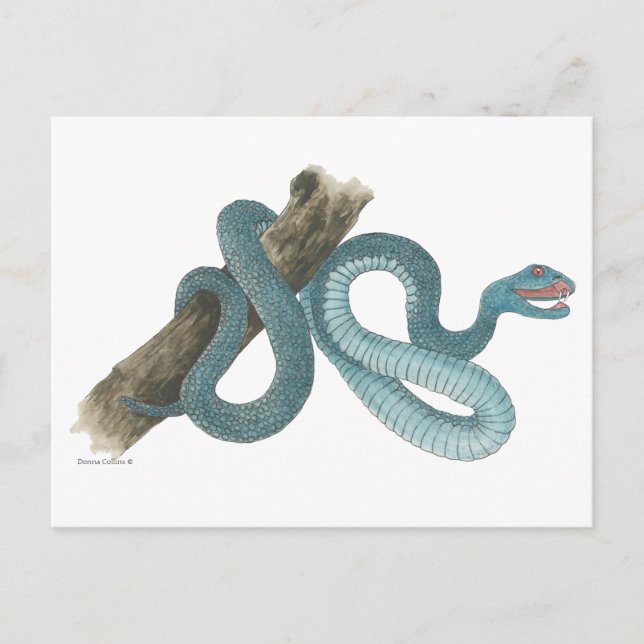 Collection de carte postale de serpent australien (Devant)