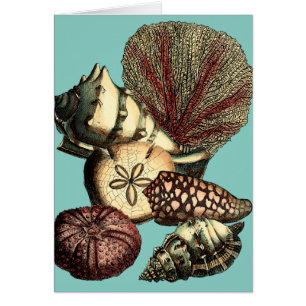 Collection de coquillages turquoise et de coraux r