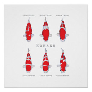 Collection de posters brillants de carpes Kohaku