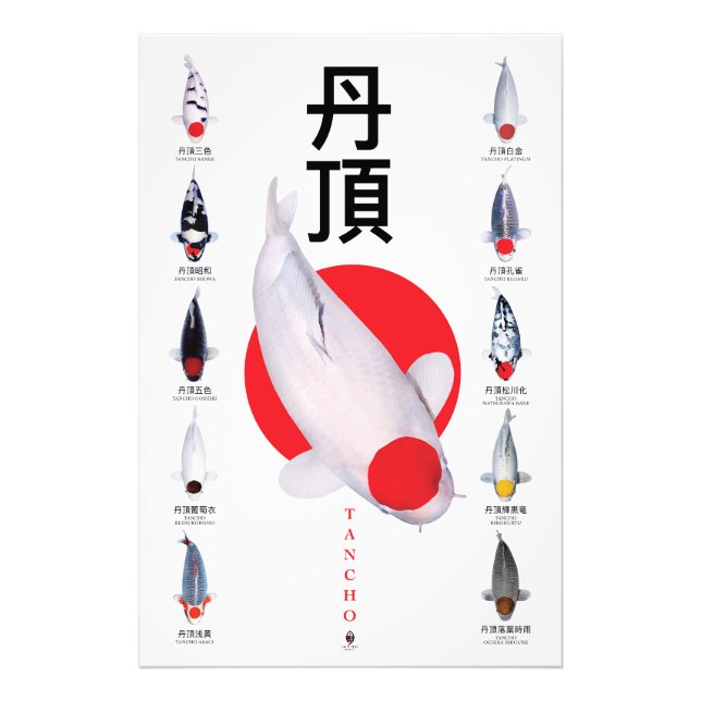 Collection de posters Tancho Koi – 10 Variétés (Devant)
