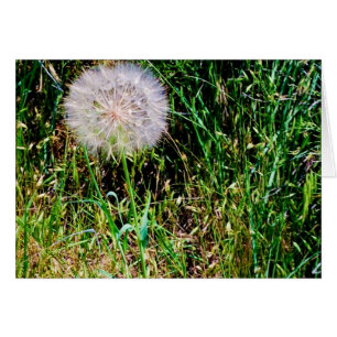 Collection "faites souhait"