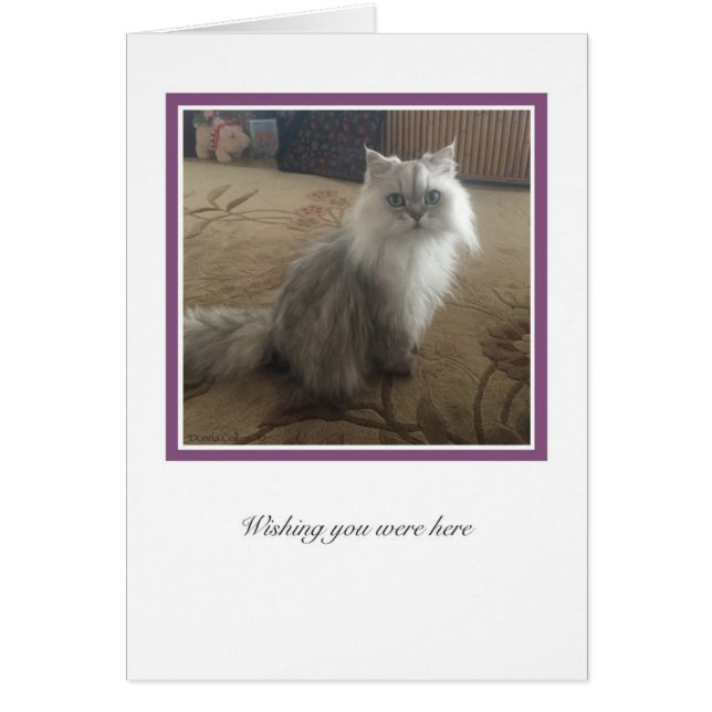 Collection KiKi n° 1 (Devant)