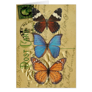 Collection papillon