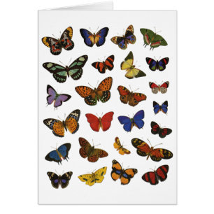 Collection papillon