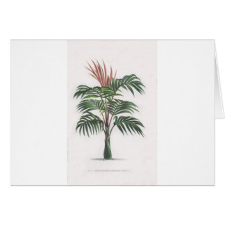 collection tropicale de palmier - V de dessin