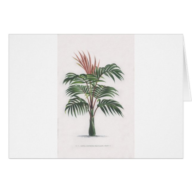 collection tropicale de palmier - V de dessin (Devant horizontal)