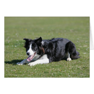 Collie Bordure Déposée
