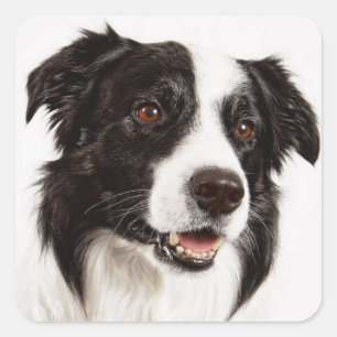 Collie Bordure Noire Et Blanc Stickers Chien Chien