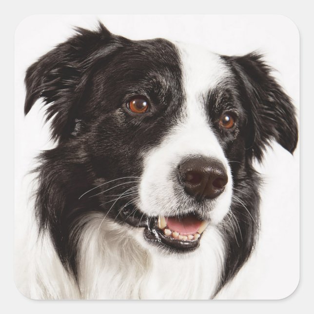 Collie Bordure Noire Et Blanc Stickers Chien Chien (Devant)