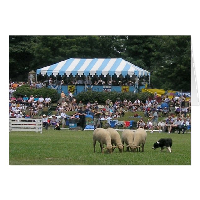 Collie frontalier en action (Devant horizontal)