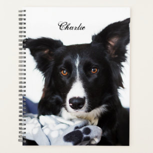 Collie frontière noire et blanche personnalisée