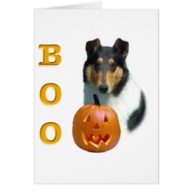 Collie (lisse) Boo (Devant)