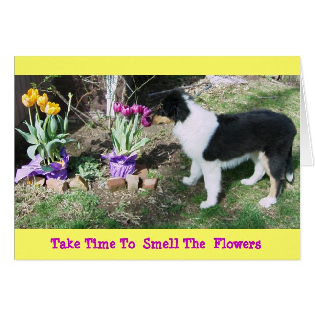 Collie Pup/Tulips Prenez Le Temps 2 Sentez Les Fle (Devant Horizontal)