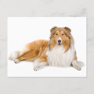 Collie Puppy Chien Grey Carte postale