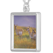 Collier Antilope de Pronghorn au Montana (Devant droit)