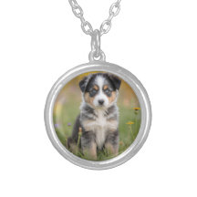 Collier de berger australien mignon
