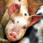 COLLIER PIÈCES<br><div class="desc">Ce mignon petit cochon veut juste dire "Salut" ! Angleterre France. com</div>