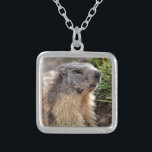Collier Portrait Marmot alpin<br><div class="desc">Portrait Marmotte alpine (Marmota marmota - Mammifère) dans les Alpes françaises, département de Savoie à La Plagne</div>