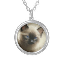 Regard D'Innocence Siamese Kitten Portrait