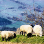 COLLIER SHEEP<br><div class="desc">Une belle peinture digitale à l'huile de mouton, quelques unes des fermières qui travaillent dur. Pays de Galles Royaume-Uni.</div>