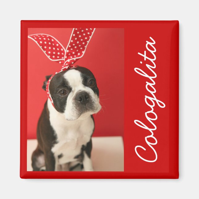 Cologalita Usamimi Magnets (Devant)