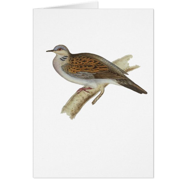 Colombe de tortue (Devant)