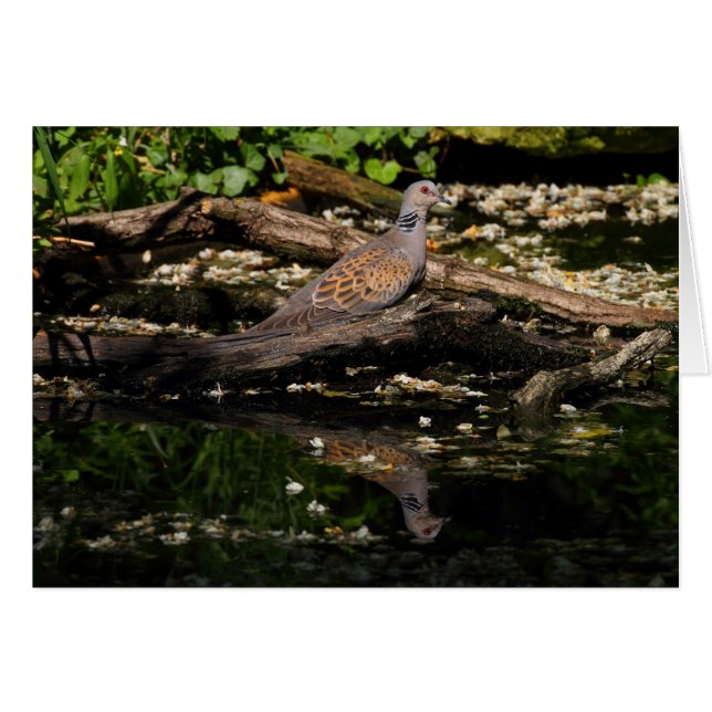 colombe européenne (Devant Horizontal)
