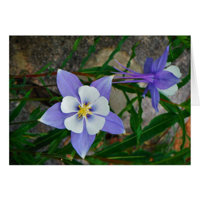 Colonne bleue (Devant horizontal)