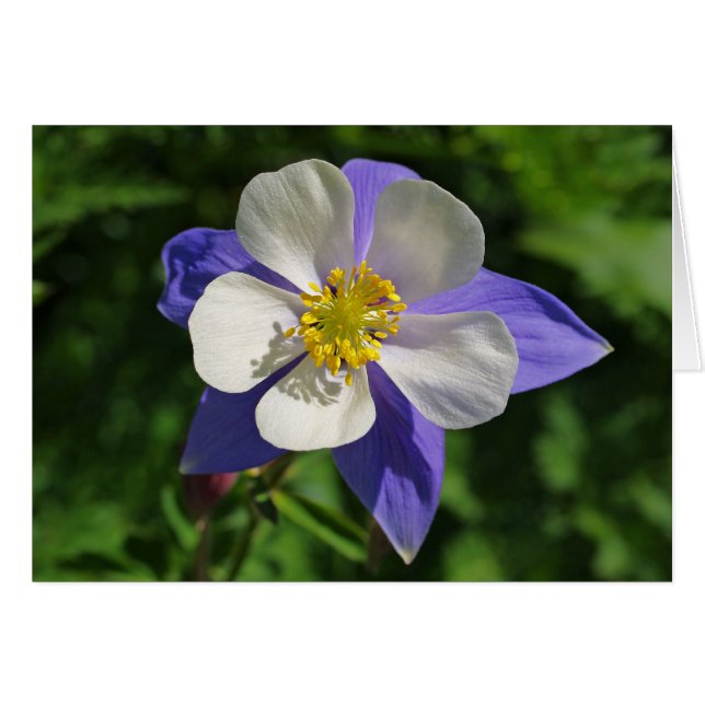 Colorado Columbine (Devant horizontal)